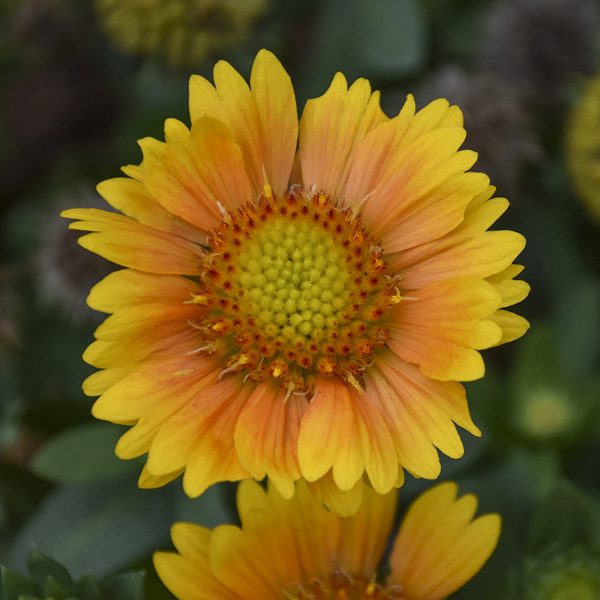 GAILLARDIA ARIZONA APRICOT BLANKET FLOWER