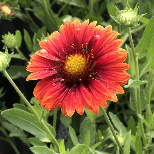 GAILLARDIA HEAT IT UP SCARLET BLANKET FLOWER