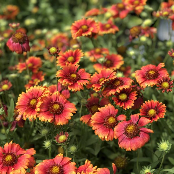 GAILLARDIA HEAT IT UP SCARLET BLANKET FLOWER