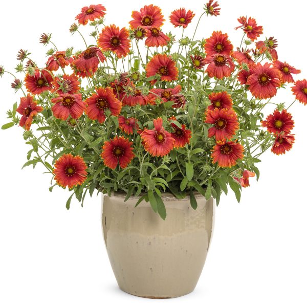 GAILLARDIA HEAT IT UP SCARLET BLANKET FLOWER