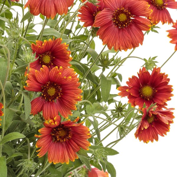 GAILLARDIA HEAT IT UP SCARLET BLANKET FLOWER