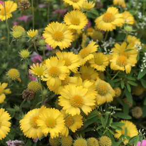 GAILLARDIA HEAT IT UP YELLOW BLANKET FLOWER