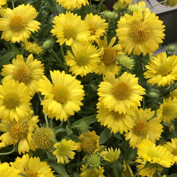 GAILLARDIA HEAT IT UP YELLOW BLANKET FLOWER