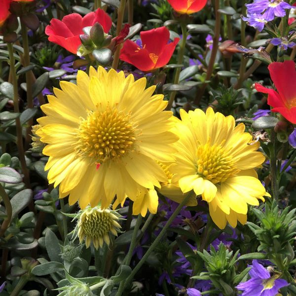 GAILLARDIA HEAT IT UP YELLOW BLANKET FLOWER