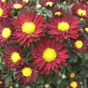 GARDEN MUM EDANA RED GARDEN MUM