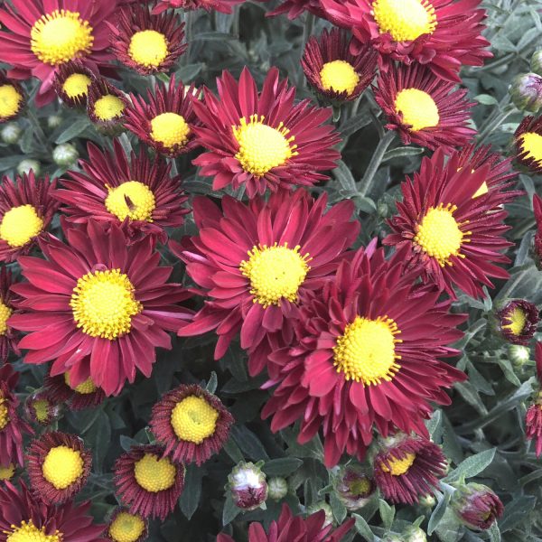 GARDEN MUM EDANA RED GARDEN MUM
