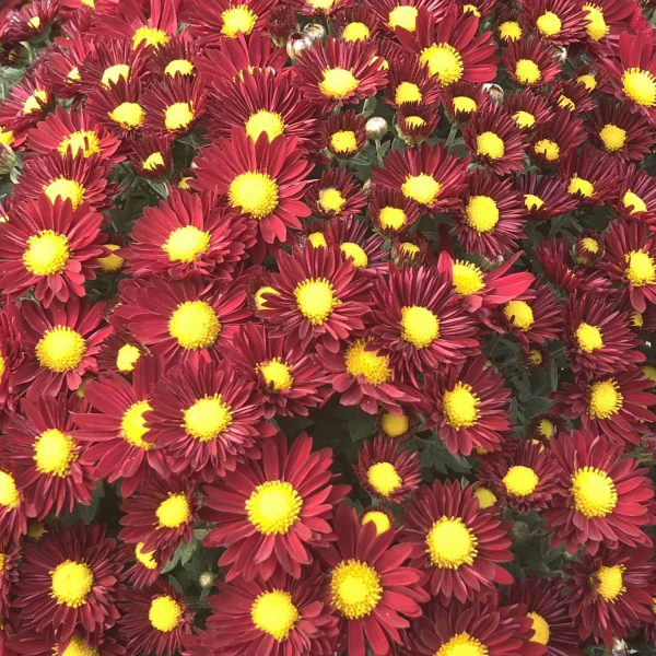 GARDEN MUM EDANA RED GARDEN MUM
