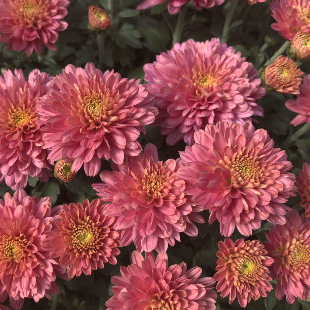 GARDEN MUM FLAMINGO PINK GARDEN MUM