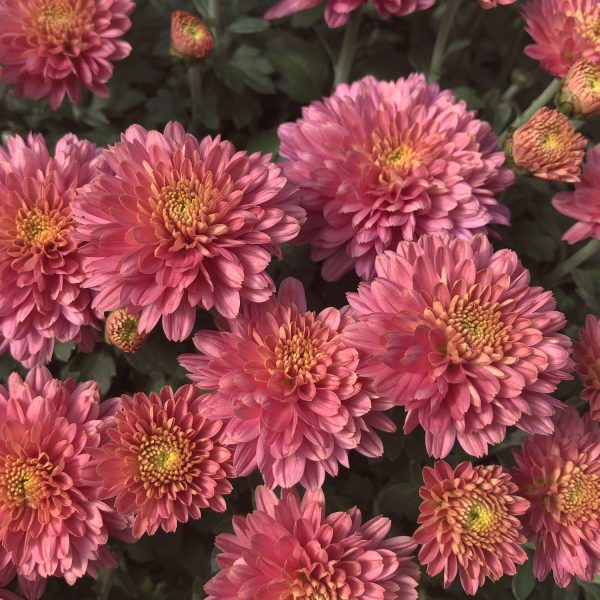 GARDEN MUM FLAMINGO PINK GARDEN MUM