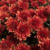 GARDEN MUM PARADISO BRONZE GARDEN MUM