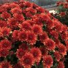 GARDEN MUM PARADISO BRONZE GARDEN MUM