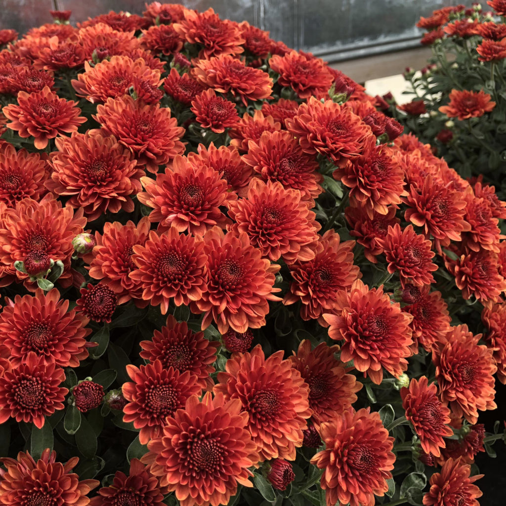 Garden Mum 'Paradiso Bronze' Garden Crossings