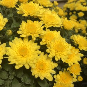 GARDEN MUM PARADISO YELLOW GARDEN MUM