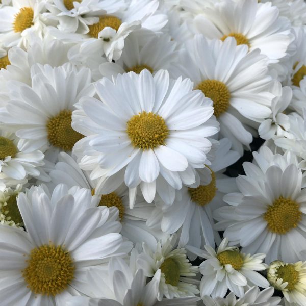 GARDEN MUM SPARKLE WHITE GARDEN MUM
