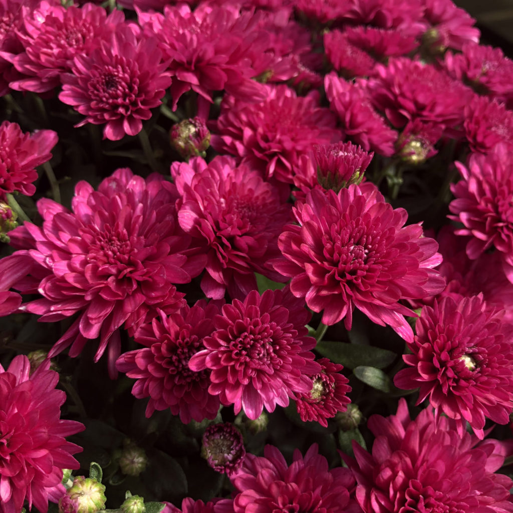 GARDEN MUM WANDA PURPLE GARDEN MUM