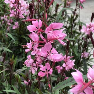 GAURA KARALEE PETITE PINK WAND FLOWER