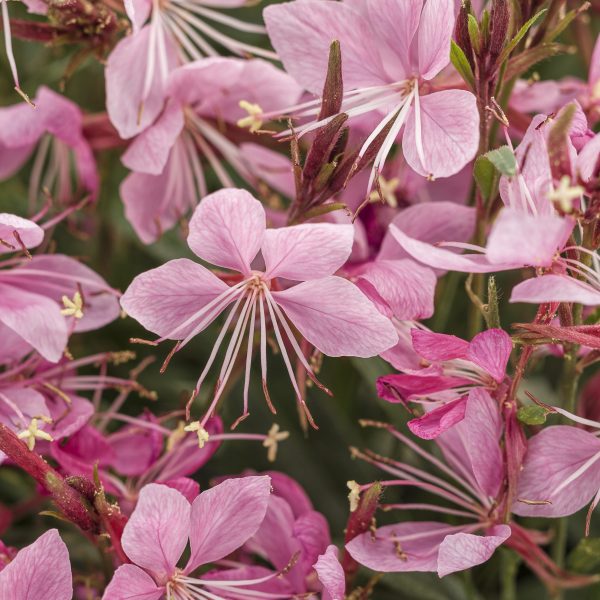 GAURA KARALEE PETITE PINK WAND FLOWER