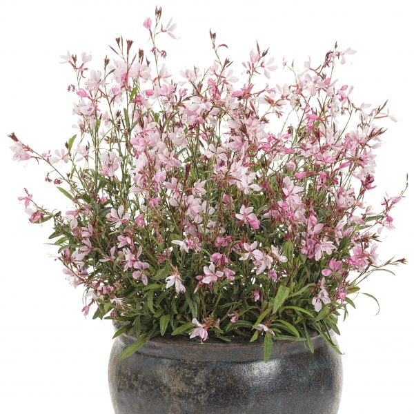 GAURA KARALEE PETITE PINK WAND FLOWER