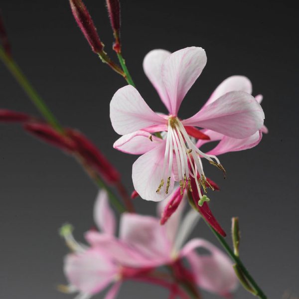 GAURA STRATOSPHERE GAUDPIN PINK PICOTEE BUTTERFLY FLOWER