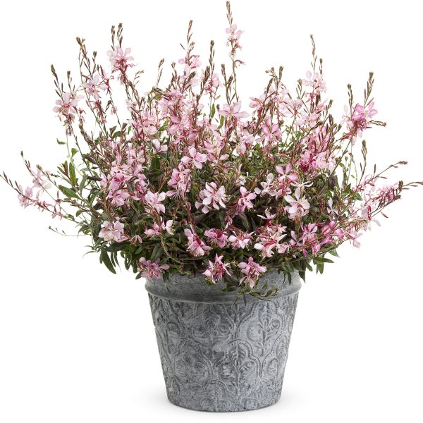 GAURA STRATOSPHERE GAUDPIN PINK PICOTEE BUTTERFLY FLOWER