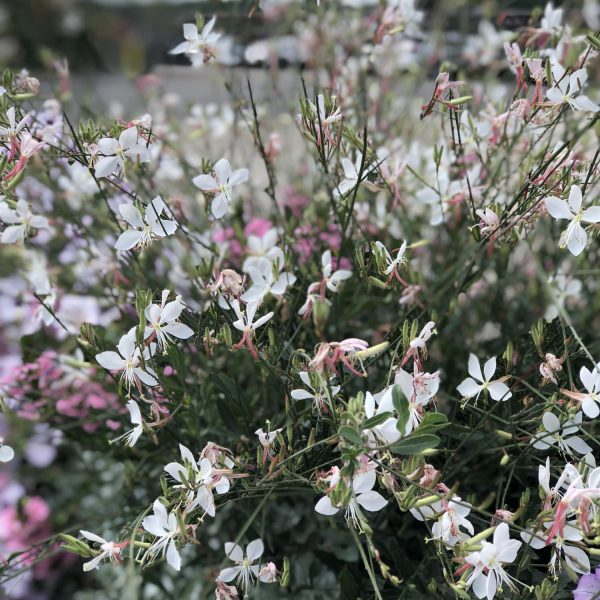 GAURA STRATOSPHERE WHITE BUTTERFLY FLOWER