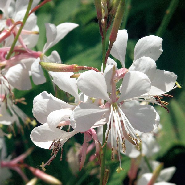 GAURA STRATOSPHERE WHITE BUTTERFLY FLOWER