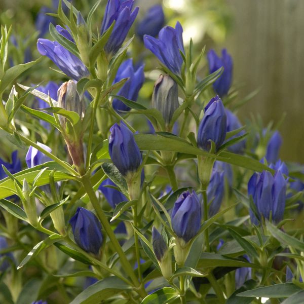 GENTIANA TRUE BLUE GENTIAN