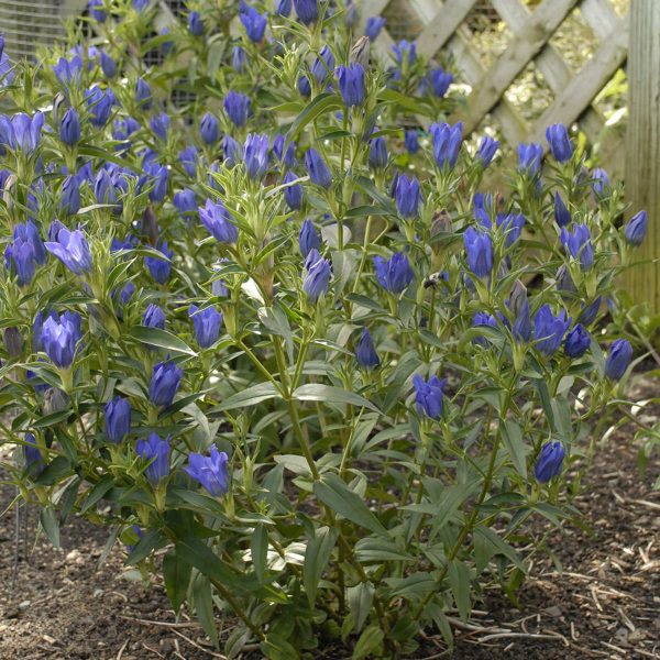 GENTIANA TRUE BLUE GENTIAN