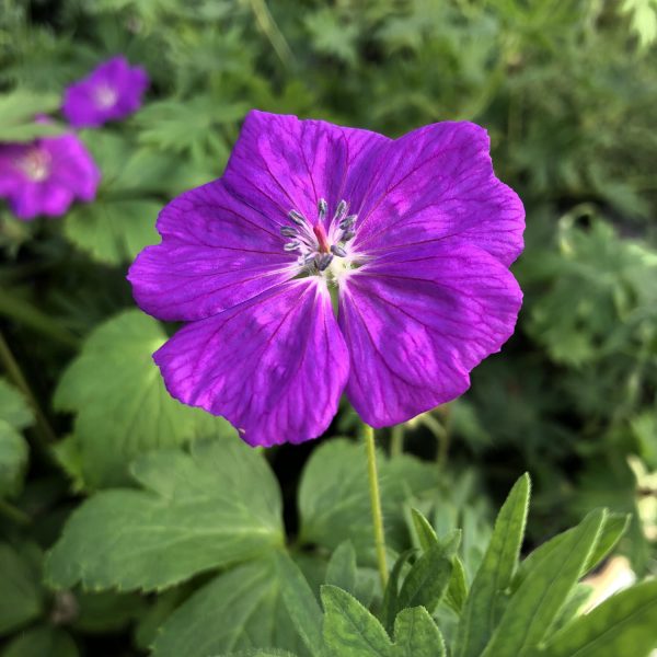 GERANIUM NEW HAMPSHIRE PURPLE CRANESBILL