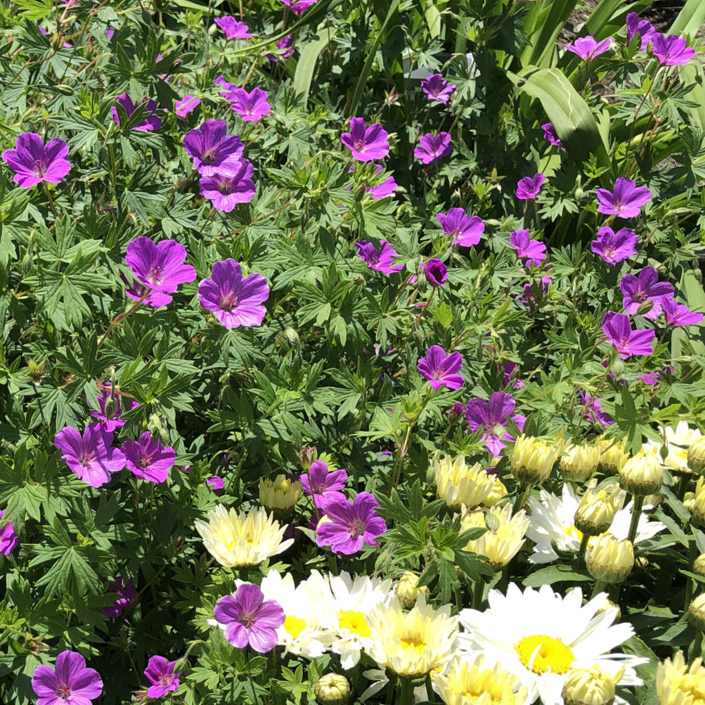 Geranium New Hampshire Purple Buy Cranesbill Perennials Online