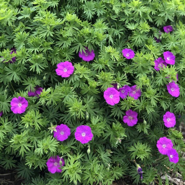 GERANIUM NEW HAMPSHIRE PURPLE CRANESBILL