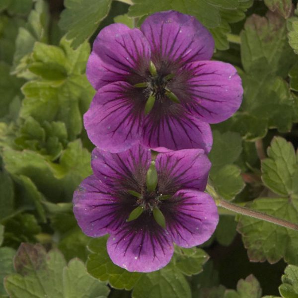 GERANIUM PERFECT STORM CRANESBILL