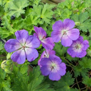 Geranium - Cranesbill