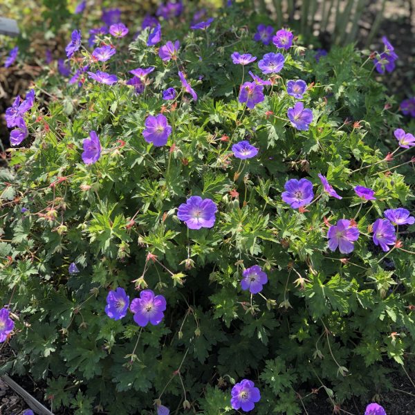 GERANIUM ROZANNE CRANESBILL