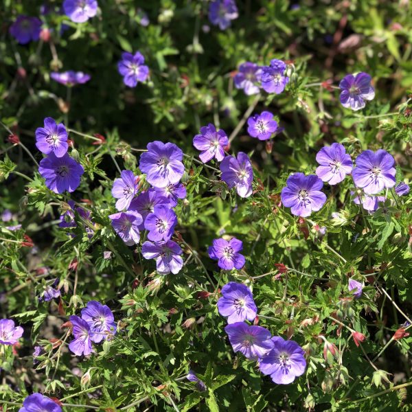 GERANIUM ROZANNE CRANESBILL