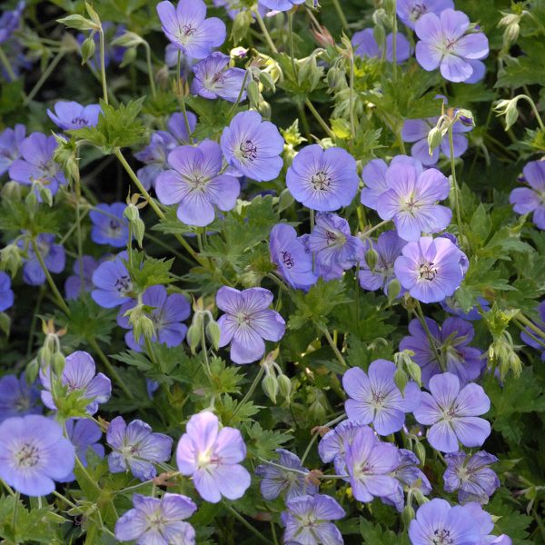 GERANIUM ROZANNE CRANESBILL