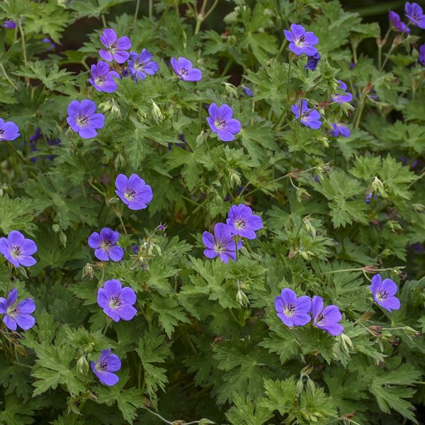 GERANIUM ROZANNE CRANESBILL