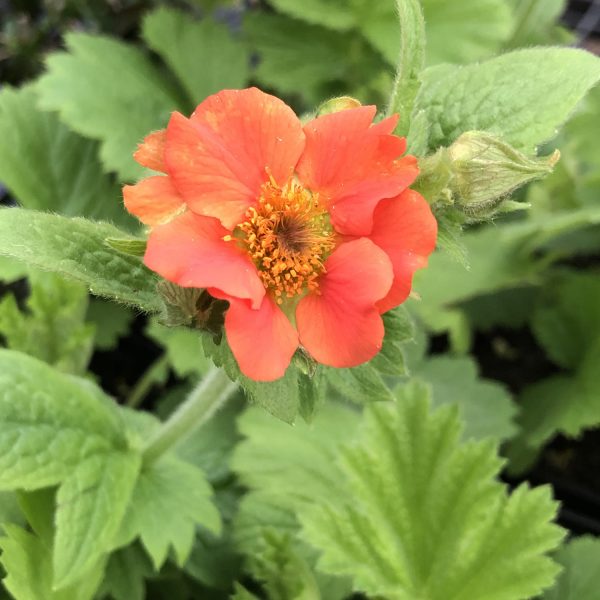 GEUM RUSTICO ORANGE GEUM