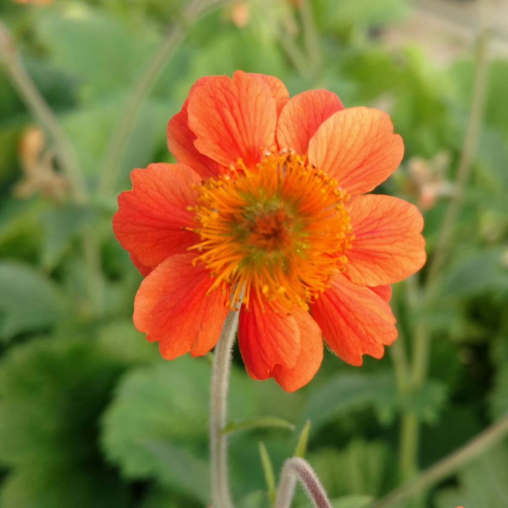 Geum RUSTICO Orange Buy Geum Perennials Online