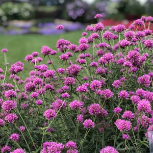 Gomphrena - Globe Amaranth