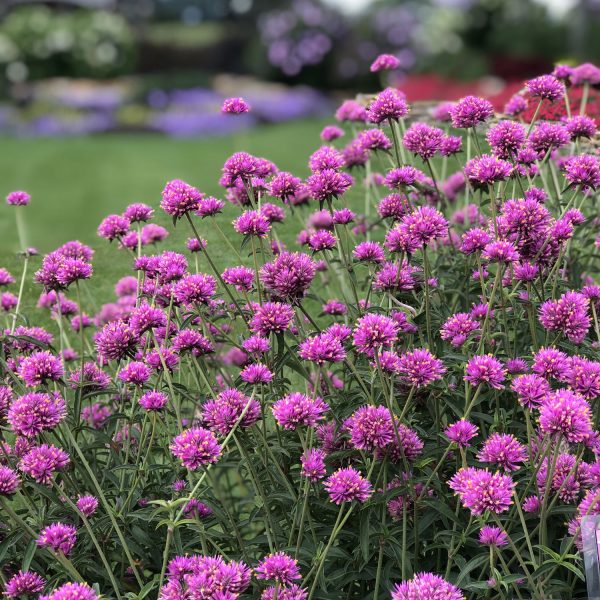 GOMPHRENA TRUFFULA PINK GLOBE AMARANTH