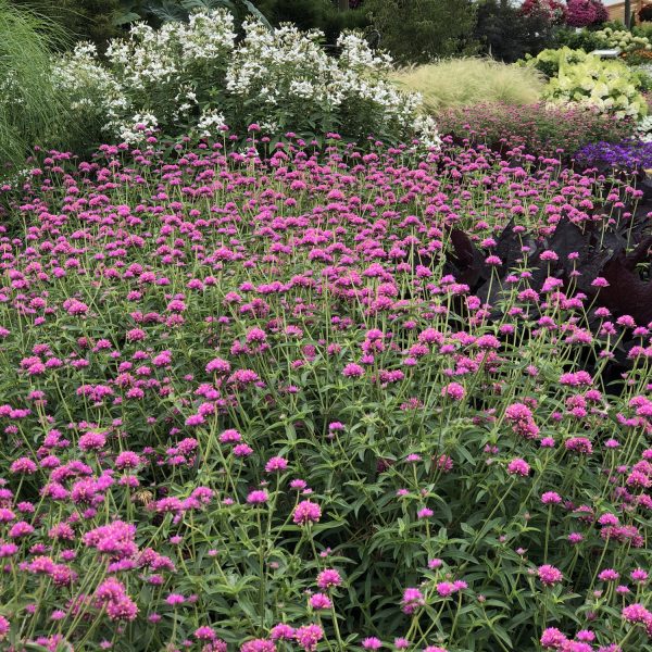 GOMPHRENA TRUFFULA PINK GLOBE AMARANTH