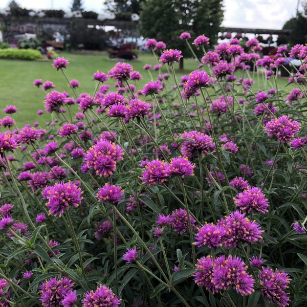 GOMPHRENA TRUFFULA PINK GLOBE AMARANTH