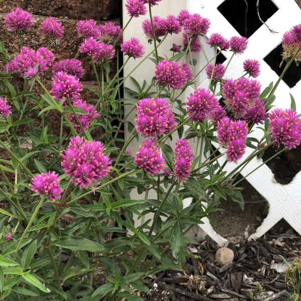 GOMPHRENA TRUFFULA PINK GLOBE AMARANTH