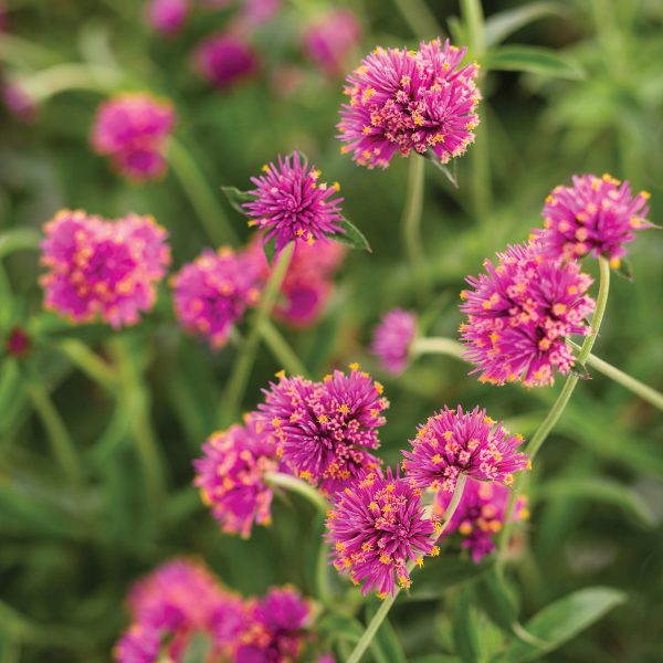 GOMPHRENA TRUFFULA PINK GLOBE AMARANTH