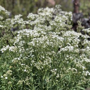 GYPSOPHILA FESTIVAL STAR HARDY BABYS BREATH