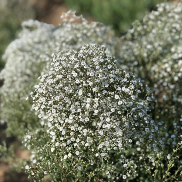 GYPSOPHILA FESTIVAL STAR HARDY BABYS BREATH