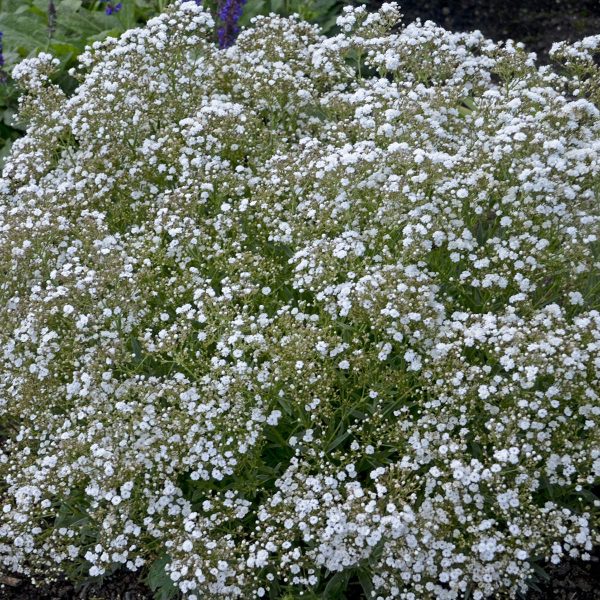 GYPSOPHILA FESTIVAL STAR HARDY BABYS BREATH