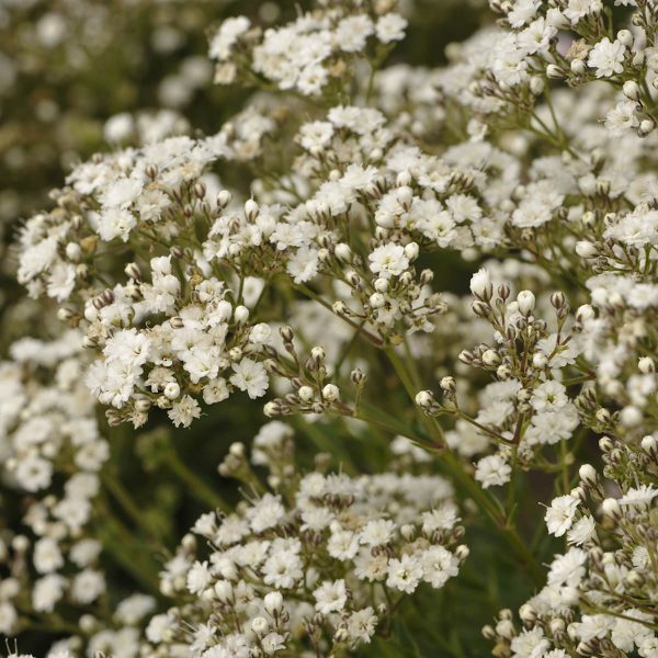 GYPSOPHILA FESTIVAL STAR HARDY BABYS BREATH