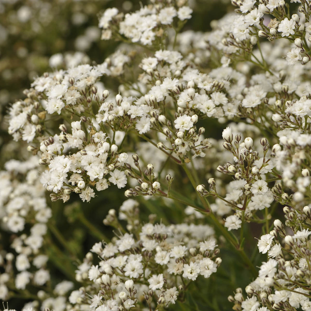 Gypsophila, Baby's Breath